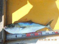 三尾の磯で良型マダイの顔が拝めました(^_^)v