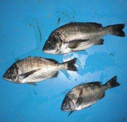 音海防波堤で年なしチヌ55.2cm☆