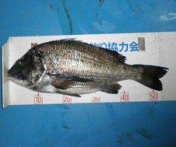 音海防波堤で年なしチヌ55.2cm☆