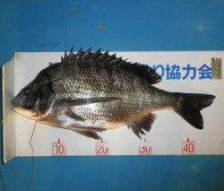 佐波賀道沿いでチヌ46.3cmの釣果