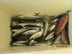 田井のイカダでのアジ釣果