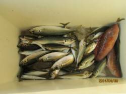 田井のイカダでのアジ釣果