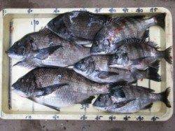 宮崎沖カセのチヌ、早上がりでしたが40UPも出てます