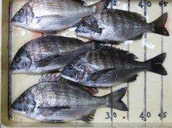 宮崎沖カセのチヌ、早上がりでしたが40UPも出てます