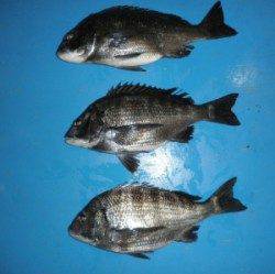 チヌ45.9～49.5cm3枚、佐波賀道沿いでの釣果です