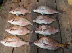 田井の釣り堀　マダイ＆メジロの釣果