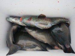 萩尾の磯　フカセのグレは活性低いか…