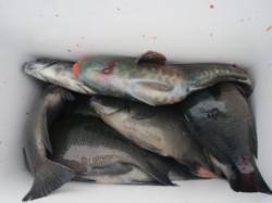 萩尾の磯　フカセのグレは活性低いか…