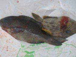 萩尾の磯　フカセのグレは活性低いか…