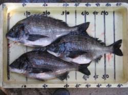 六本裏カセでチヌ釣り！40cm超えのナイス…