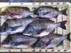 六本裏カセでチヌ釣り！40cm超えのナイスチヌ！