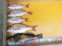 三尾でのカゴ釣り マダイにアイナメ