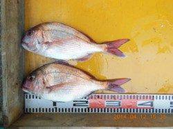 三尾でのカゴ釣り マダイにアイナメ