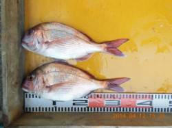 三尾でのカゴ釣り　マダイにアイナメ