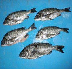 野原磯でチヌ45cmを頭に5匹