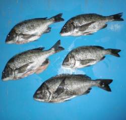 野原磯でチヌ45cmを頭に5匹