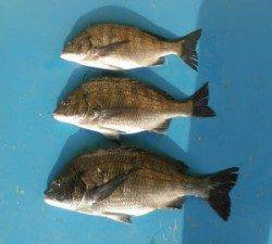 佐波賀道路沿いで45.3cmのチヌ