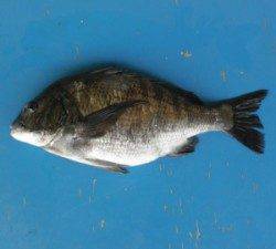 野原磯でチヌ45cmを頭に5匹