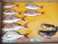 三尾の磯カゴ釣りでマダイ、午後2～3時頃が時合でした