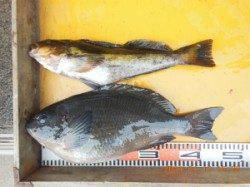 びっくり47cmのグレ！ アイナメ43cm・チヌ50cmも♪