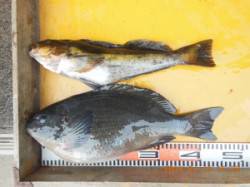 びっくり47cmのグレ！ アイナメ43cm…