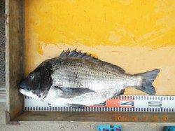 びっくり47cmのグレ！ アイナメ43cm・チヌ50cmも♪