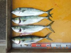 三尾の磯、ジグではハマチが４匹♪