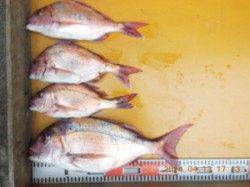 三尾の磯カゴ釣りでマダイ、午後2～3時頃が時合でした