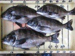 【まだ喰いむらはありますが…】宮崎沖カセでの筏チヌ釣り