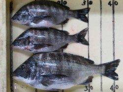 【まだ喰いむらはありますが…】宮崎沖カセでの筏チヌ釣り