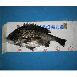 長浜・日引磯・三浜磯でチヌ釣れています