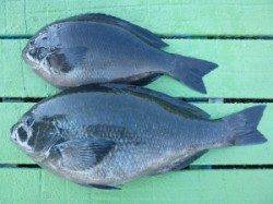 神谷の沖一文字内向きでグレの釣果