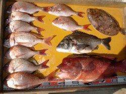 三尾の磯カゴでマダイ、フカセでチヌ・ナメタガレイ・コブダイ