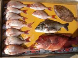 三尾の磯カゴでマダイ、フカセでチヌ・ナメタ…