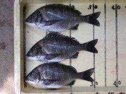 宮崎沖カセのチヌ〜食い渋く針外れのバラシ多い状況