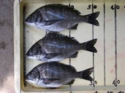 宮崎沖カセのチヌ〜食い渋く針外れのバラシ多…