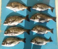 野原磯でチヌ〜45cm二人で9枚、40UP…