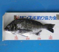 野原磯でチヌ〜45cm二人で9枚、40UPは4枚！