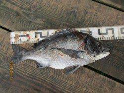 田井の一文字で年なしチヌの釣果、アジも釣れてます！