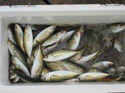 田井の一文字で年なしチヌの釣果、アジも釣れてます！