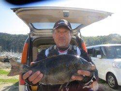 沖の赤島の釣果☆白子持ちの良型グレ釣れました