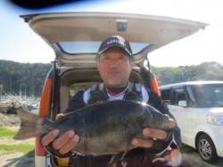 沖の赤島の釣果☆白子持ちの良型グレ釣れまし…