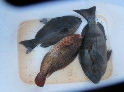 沖の赤島の釣果☆白子持ちの良型グレ釣れました