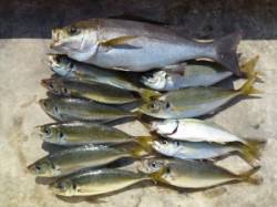 神谷の沖一文字、カゴ釣りで良型イサギとアジ…