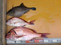 三尾の磯、カゴ釣りのマダイのほかジグでハマチも出ています