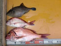 三尾の磯、カゴ釣りのマダイのほかジグでハマ…