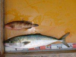 三尾の磯、カゴ釣りのマダイのほかジグでハマチも出ています