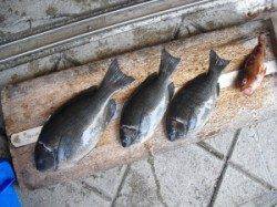 キハチ磯でチヌ、大磯でグレの釣果