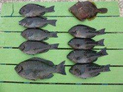 ケムリ島のフカセ釣り、グレとカワハギで楽しめました