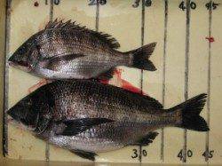 宮崎沖カセ、チヌも活性良く朝一から食いました